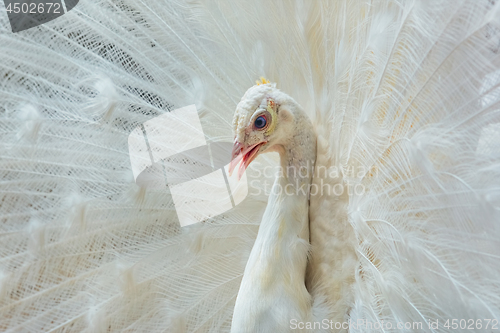 Image of Portrait of White Peacock