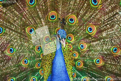 Image of Portrait Of Peacock