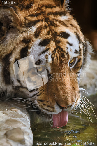 Image of Tiger Drinks Water