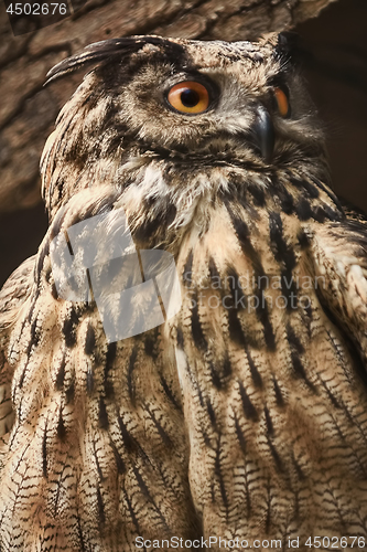 Image of Owl Stares Towards