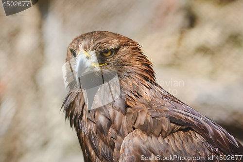 Image of Portrait of Eagle