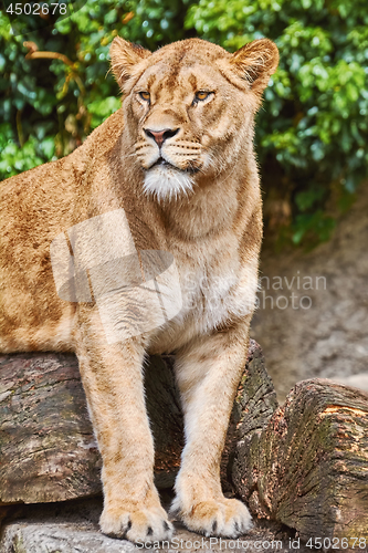 Image of Lioness on the Log