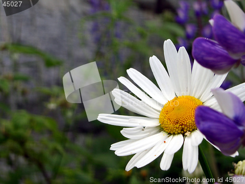 Image of Flower 01