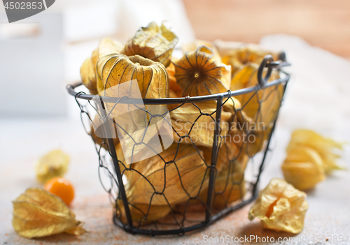 Image of Physalis