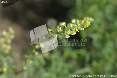 Image of Yellow mignonette