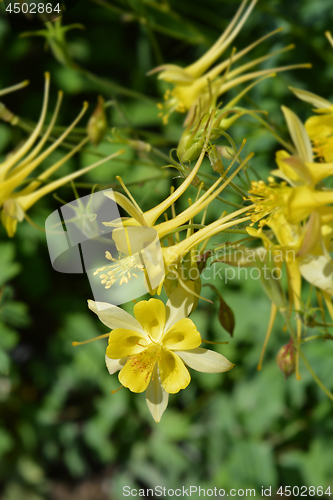 Image of Golden columbine