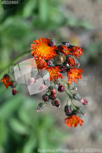 Image of Orange hawkweed