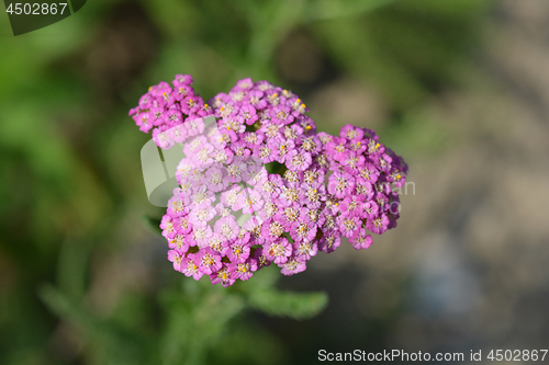 Image of Summer Pastels yarrow