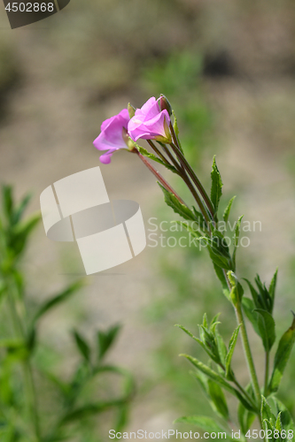 Image of Great hairy willowherb