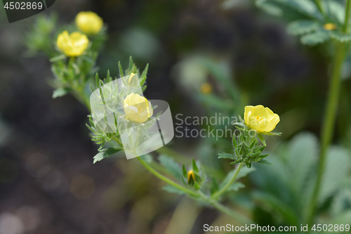 Image of Sulphur cinquefoil