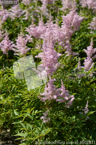 Image of Astilbe Gertrud Brix