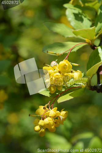 Image of Himalayan Barberry