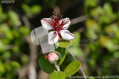 Image of Feijoa flowers