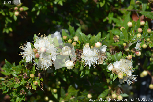 Image of Dwarf Sweet Myrtle