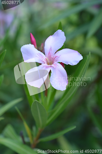 Image of Common oleander