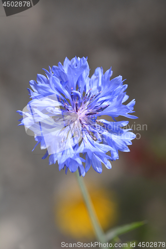 Image of Cornflower