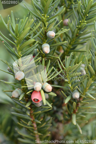 Image of Hicks Hybrid Yew