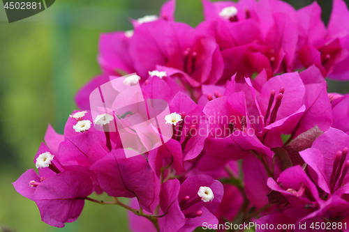 Image of Purple bougainvillea Alexandra