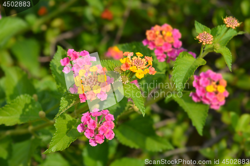 Image of Shrub verbena flowers