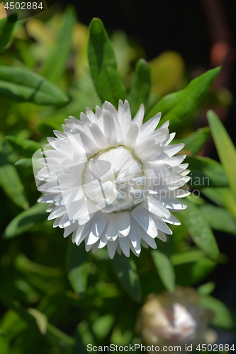 Image of White strawflower