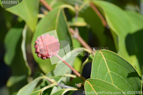 Image of Kousa dogwood Madame Butterfly