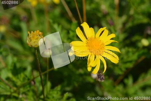 Image of Marguerite Jamaica Primrose