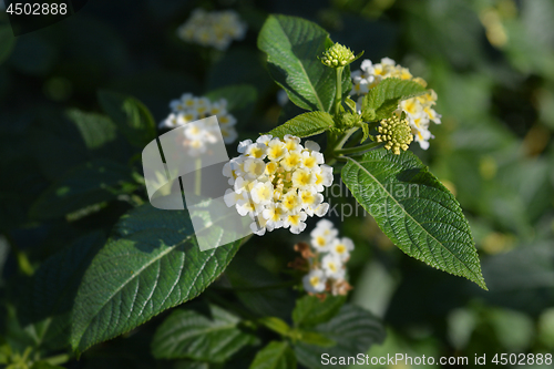 Image of Shrub verbena flower