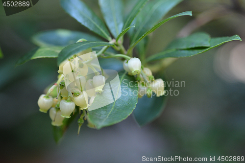 Image of Strawberry tree