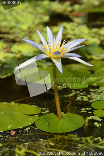 Image of Blue Egyptian lotus
