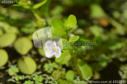 Image of Water hyssop