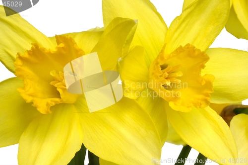 Image of Daffodils