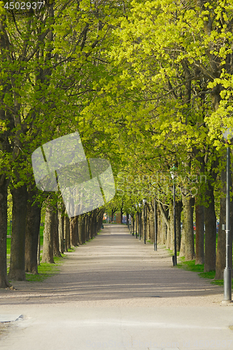 Image of PArk with line of trees