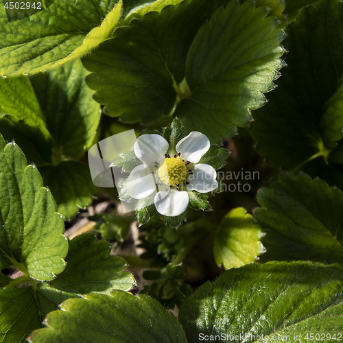 Image of Strawberry flower