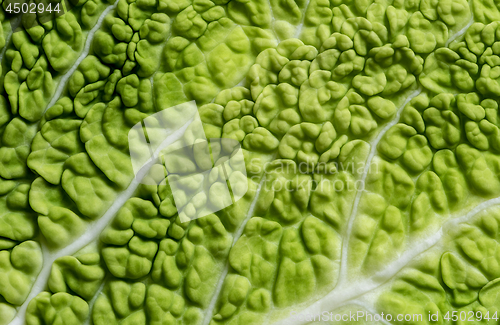 Image of Leaf of Savoy cabbage