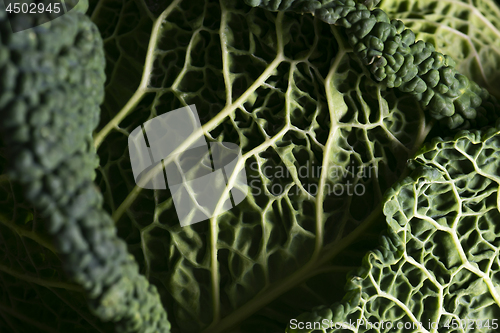 Image of Detail of cabbage leaves