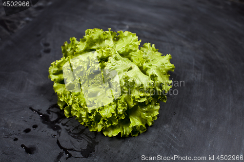 Image of Green organic lettuce salad.