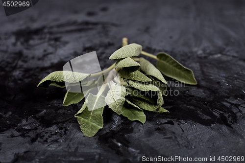 Image of Fresh green sage branch.