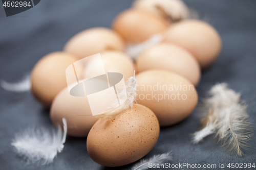 Image of Farm chicken eggs and feathers.
