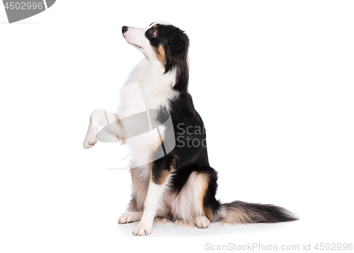 Image of Australian Shepherd dog on white