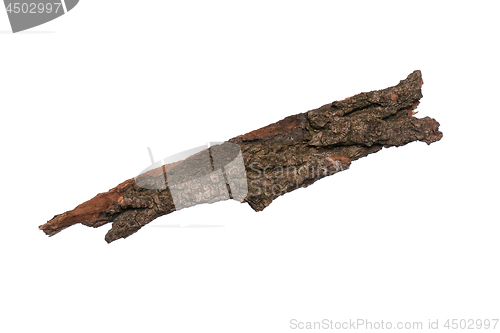 Image of Tree bark on white