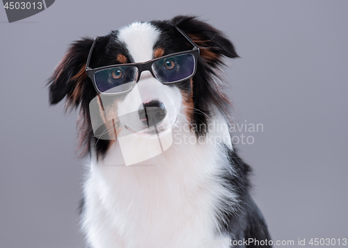 Image of Australian Shepherd dog on gray