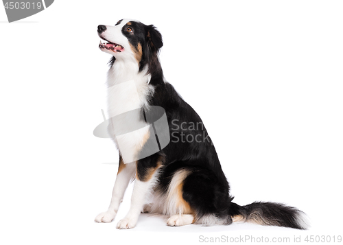 Image of Australian Shepherd dog on white