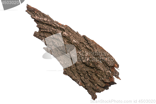 Image of Tree bark on white