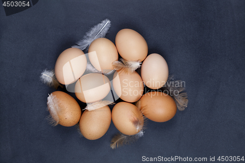 Image of Organic farm chicken eggs and feathers.