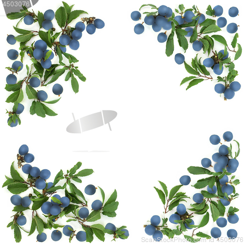 Image of Blackthorn  Berry Background Border