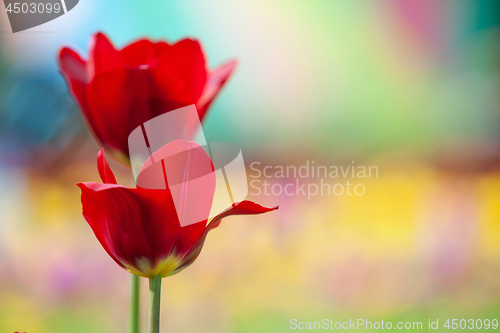 Image of Stunningly beautiful red tulips in the park