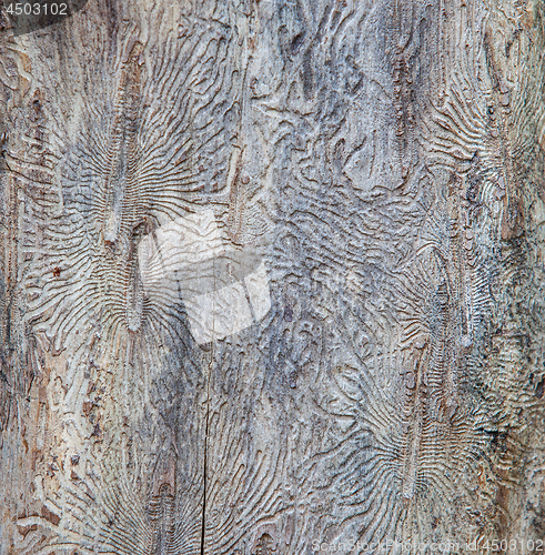 Image of Patterns on the trunk of a tree made by bark beetles