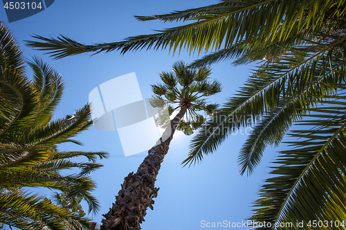 Image of Green palm trees under a blue tropical sky