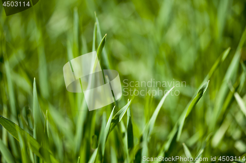 Image of Summer green field of fresh grass