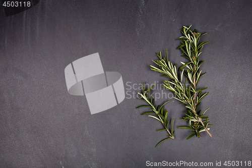 Image of Fresh rosemary herb on black background. 